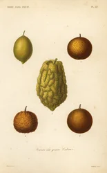 Citrus fruits