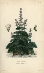 Clary sage