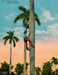 Climbing a Palm Tree, Cuba