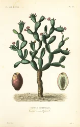 Cochineal cactus, Nopalea cochenillifera, Opuntia cochenillifera