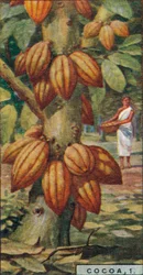 Cocoa, 1. - Cacao Tree, Trinidad, 1928