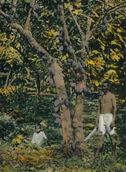 Cocoa in Full Bearing, Trinidad and Tobago, c1914