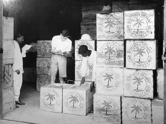 Coconut Production, India, 20th Century