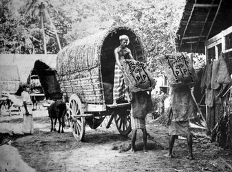 Coconut production, India, 20th century