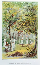 Collecting Cocoa, Venezuela, 1892