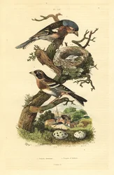 Common Chaffinch, Nest and Eggs, and Brambling with Eggs