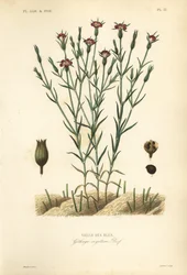 Common corn-cockle, handcoloured steel engraving