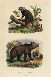Common Marmoset and Brown Bear with Bees