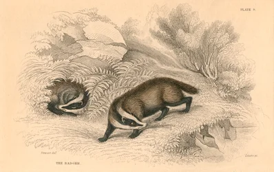 Common or Eurasian Badger, 1828