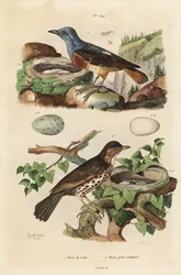 Common rock thrush with nest and eggs, Monticola saxatilis, and song thrush with nest and eggs, Turdus philomelos