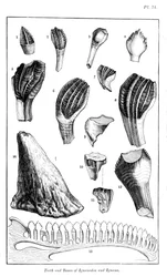 Comparison of the teeth of an iguanodon with those of a modern iguana
