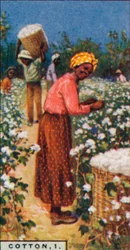 Cotton, 1. - Picking Seed Cotton, West Indies, 1928