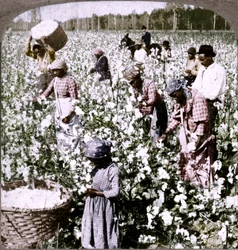Cotton is king - plantation scene with pickers at work. Georgia, c1900