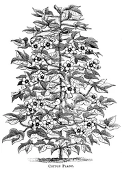 Cotton plant, c1880