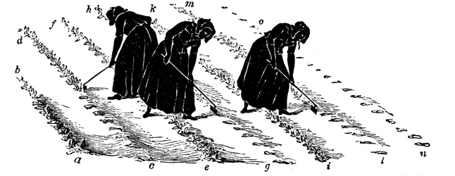 Crop Rotation: Women Thinning Turnips, 1855