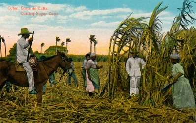 Cuba: Corte de Cana. Cutting Sugar Cane