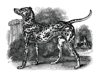 Dalmatian Dog, 1848