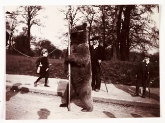 Dancing bear, c 1905