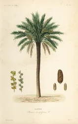 Date palm tree, Phoenix dactylifera
