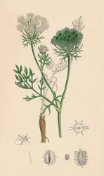 Wild Carrot