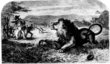 David Livingstone, Saved from a Lion by Mebalwe, a Native Schoolmaster
