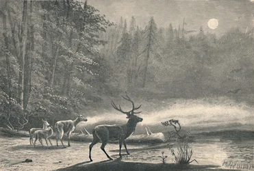 Deer on Lake St. Regis, at Night