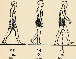 Depicting Main Principles of Locomotion, 1940