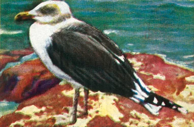 Dominican Gull, c1928