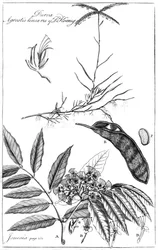 Durva Agrostis Linearis of Dr Koenig