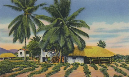 East Indian Huts, Trinidad, B.W.I.