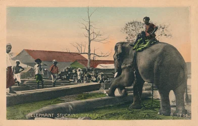 Elephant Stucking Timber