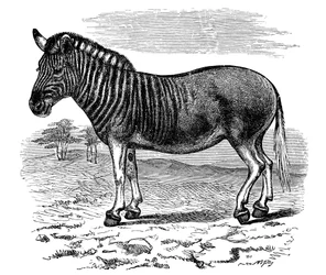 Engraving of a Quagga, 1893