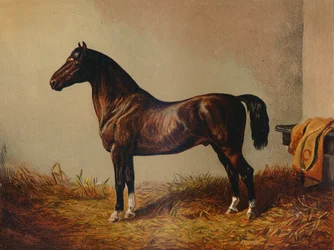 Entire Pony Hack Don Carlos, c. 1897