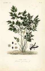 Eurasian baneberry or herb Christopher
