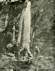 Eurobin Falls, Buffalo Mountains, 1901