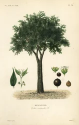 European nettle tree, Mediterranean hackberry, lote tree, or honeyberry