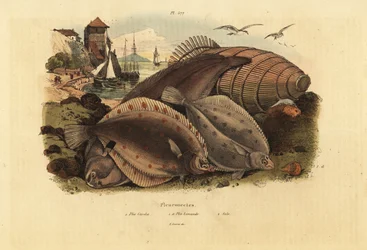 European Plaice, Common Dab, and Dover Sole