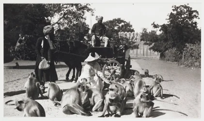 European woman feeding a troop of monkeys, India, c 1910