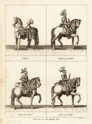 Exercise of the Horse