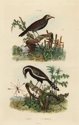 Fairyfly, Mymar pulchellum, southern white-fringed antwren, Formicivora grisea and black-throated antbird, Myrmophylax atrothorax melanura