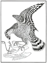 Falcon and egret, 16th century 1886
