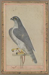 Falcon, c. 1770
