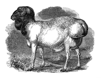 Fat-rumped sheep of Tartary, 1848