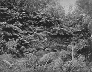 Fern-Tree Valley, Under Mount Wellington