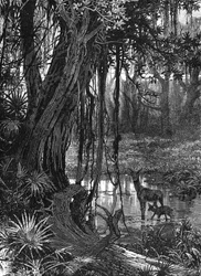 Florida Everglades, USA