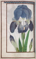 Florilegium: Page 14 Verso Blue and White Iris, 1608