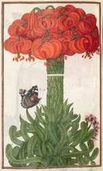 Florilegium: Page 18 Verso Bouquet of Orange Lilies, 1608