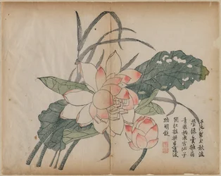 Flowering Lotus and Bud, 18th Century