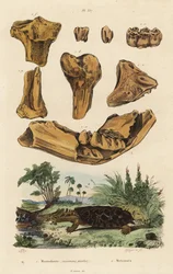 Fossil bones of an extinct American mastodon, Mammut americanum, and mata mata, Chelus fimbriata