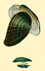 Freshwater Mussel